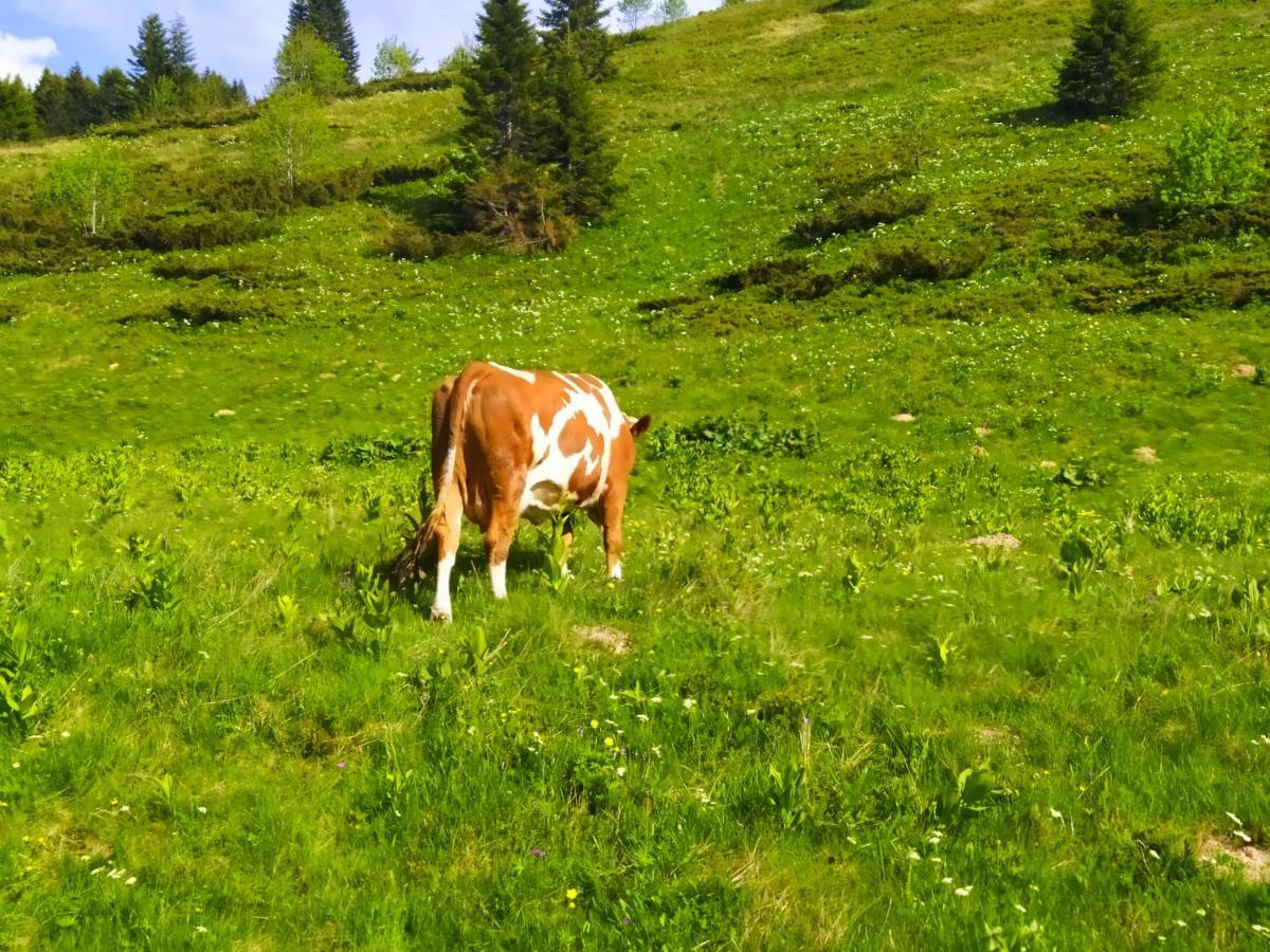 Eko Katun Damjanovic - Bjelasica Mojkovac Exterior photo